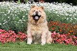 CHOW CHOW 384